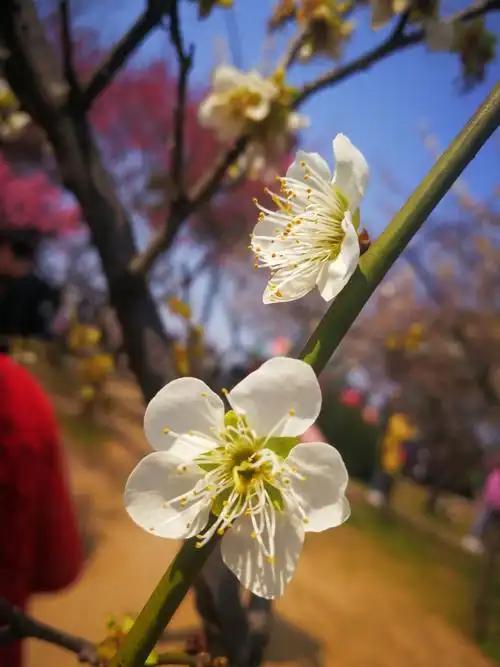 梅花的美是含蓄的,羞涩的,高雅的,它美的自然,美的真实,美的洒脱,没有