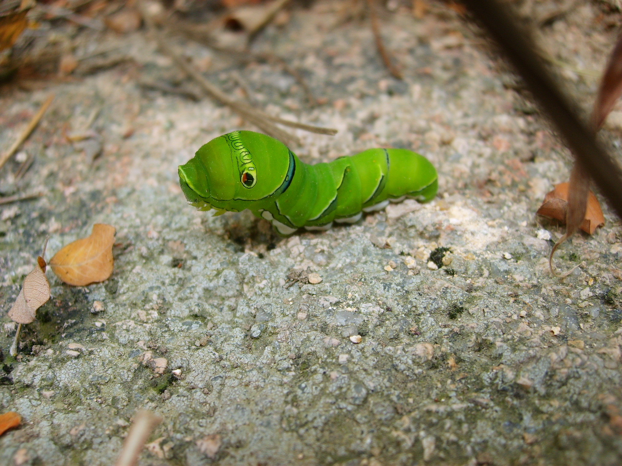 > 漂亮的小虫子