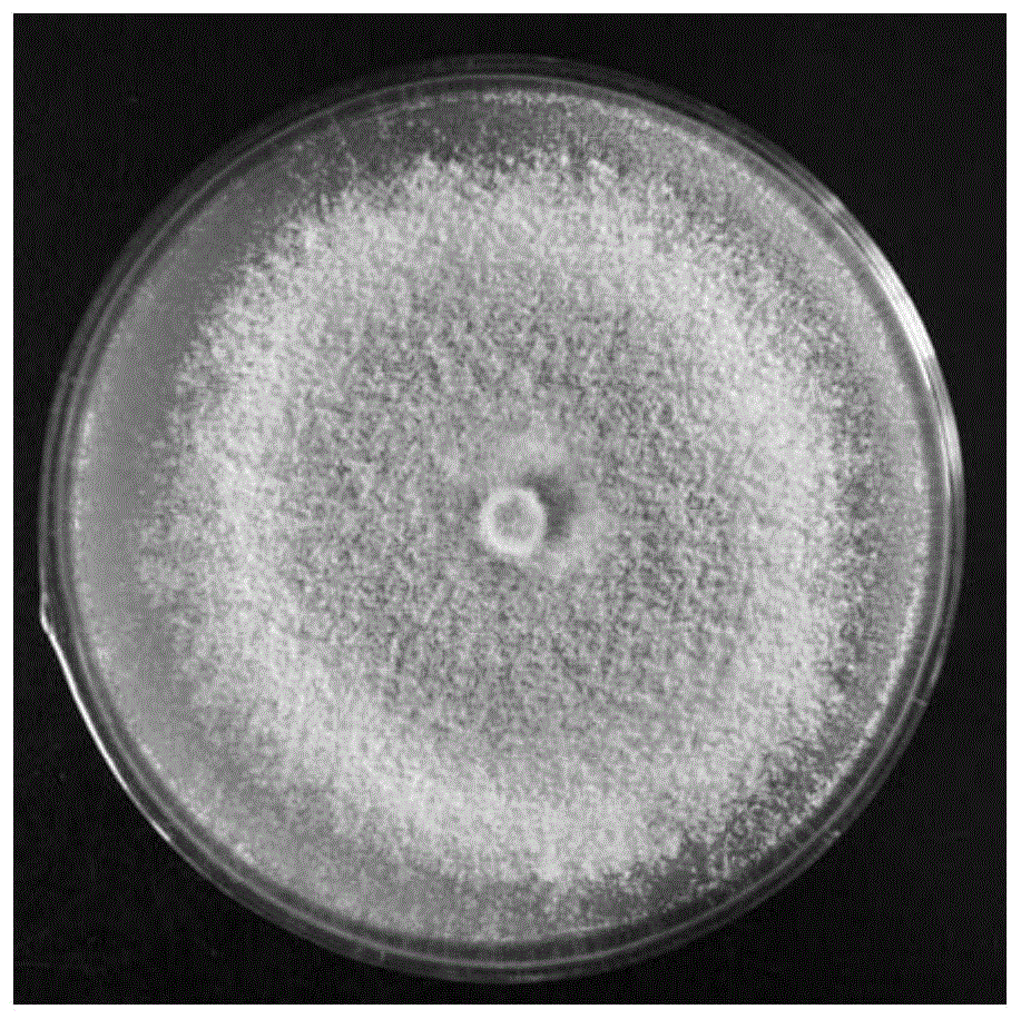 一株多功能里氏木霉及其应用的制作方法