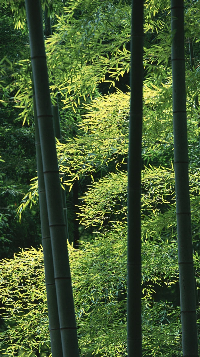 竹林图片高清图片大全