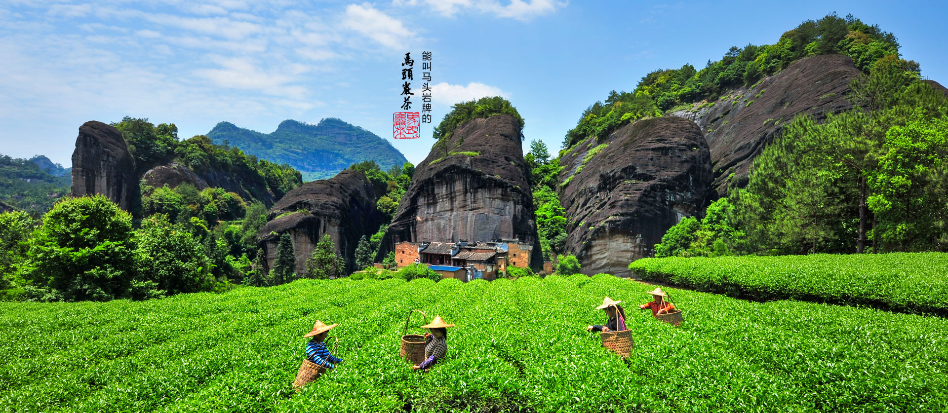 马头岩茶叶旗舰店