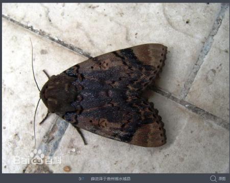 请问有谁知道这是什么虫子,很大的一种飞蛾,学名是什么?