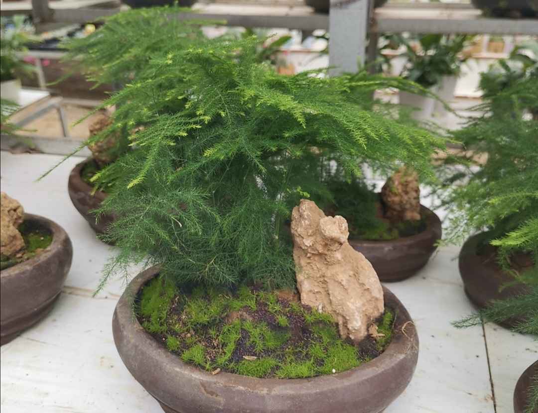 文竹盆景怎样防止枝叶徒长保持株型低矮姿态优美