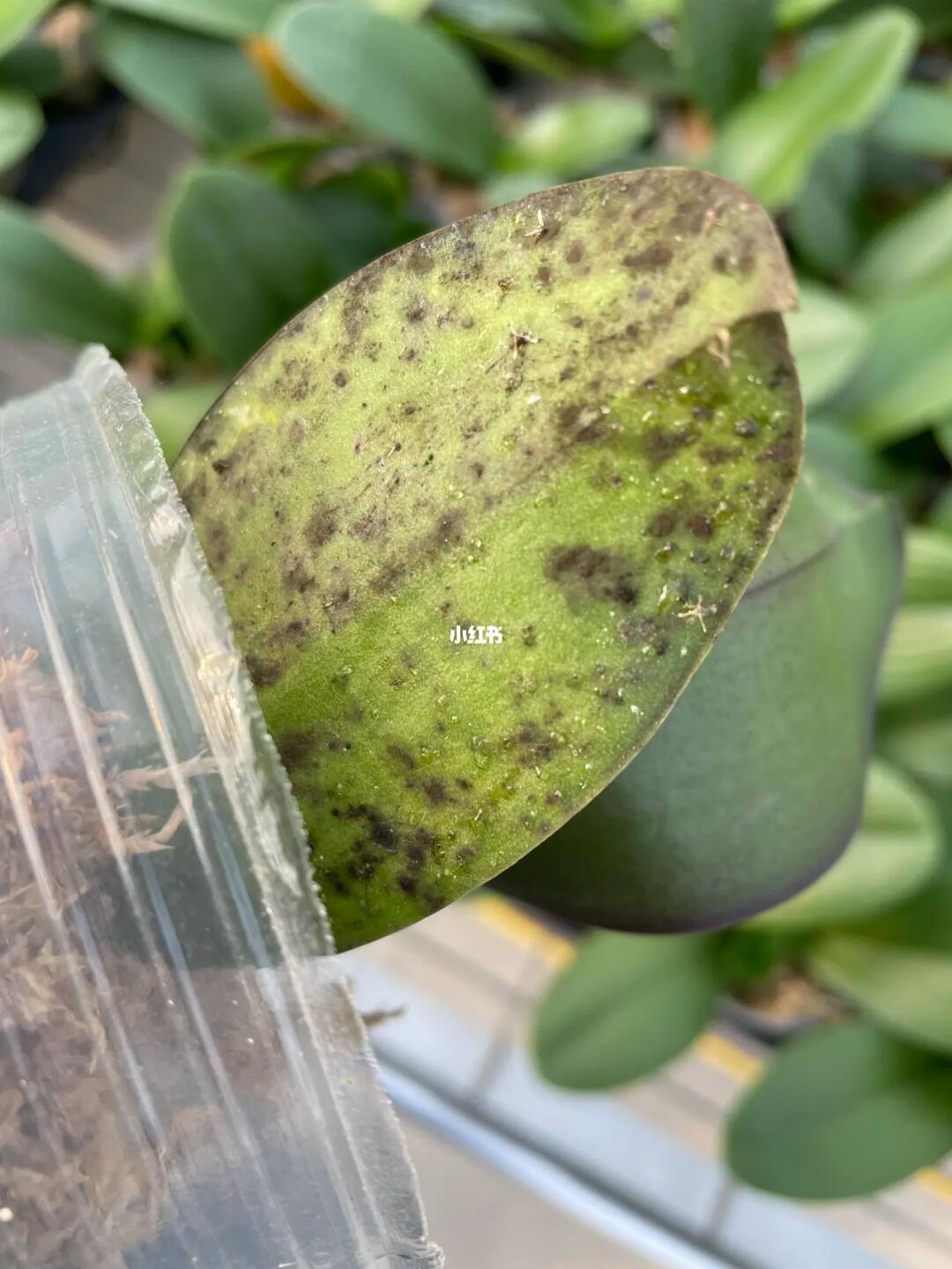 蝴蝶兰日常管理～蜜露灰霉