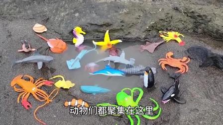 少儿玩具:认识八爪鱼,小丑鱼