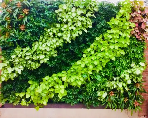 其它 植一方绿意清香弥漫一一一植物墙 写美篇立体绿化  植根于墙上的