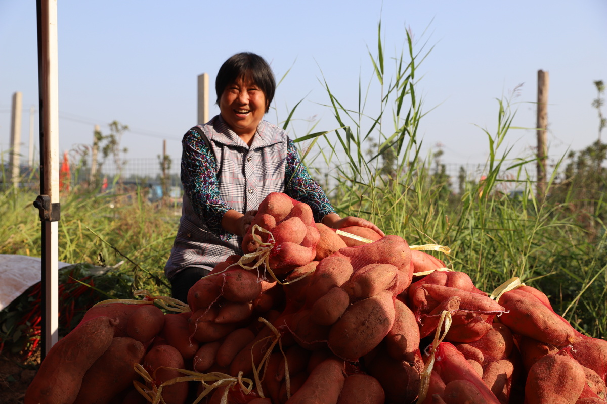 我们的地瓜丰收了