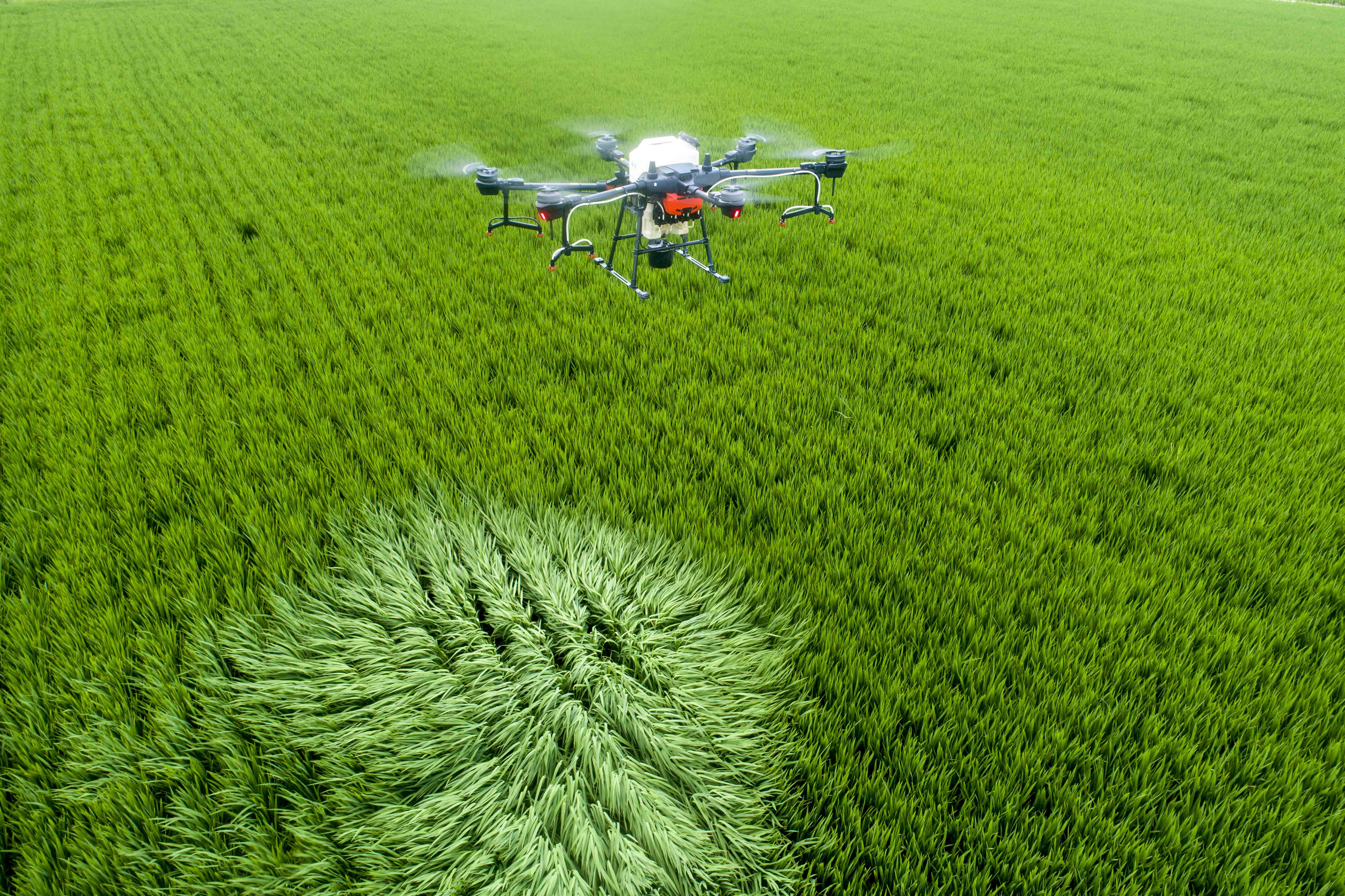 植保人员在泰州市海陵区苏陈镇镇东社区水稻田间操作无人机进行喷防