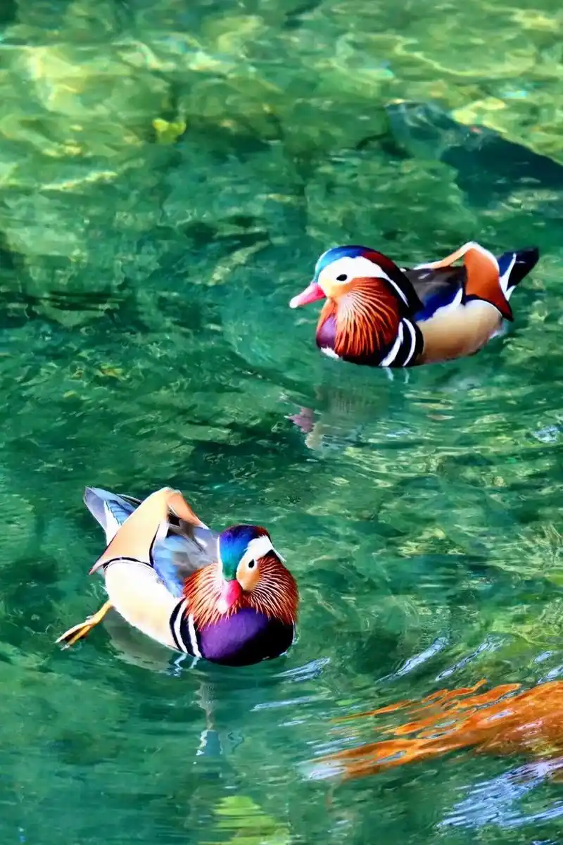 借图分享,鸳鸯戏水#抓拍精彩瞬间 #给生活多一点色彩 - 抖音