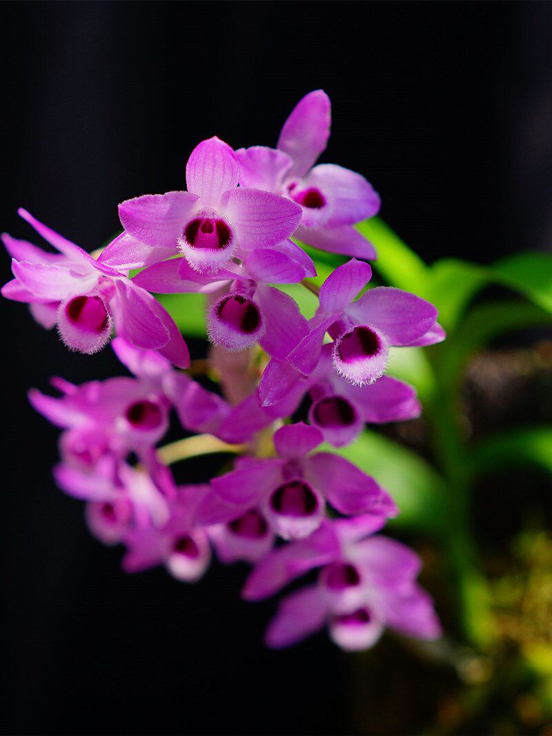 石斛兰花麝香稀有开花紫红色有香味缅甸经典盆景时令草本花卉