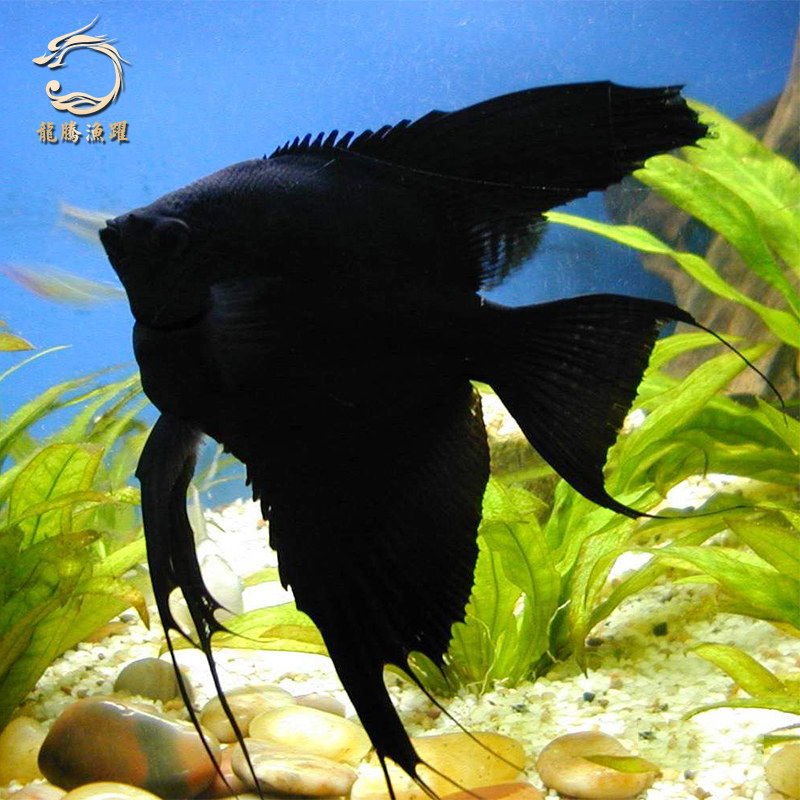 热带观赏鱼小型淡水鱼虎头墨拉丝神仙黑神仙鱼活体燕子鱼墨燕
