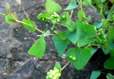 原创俗称蛇不过浑身长满倒刺农村娃当零食吃晒干后20元1斤