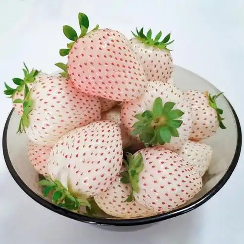 白雪公主淡雪白草莓尚雪新鲜白色恋人牛奶油礼盒装水果广纳力驰2斤