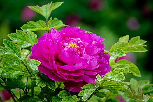 植物,多年生,落叶,灌木,花中之王,栽培,国花,中国十大名花,木本,花卉