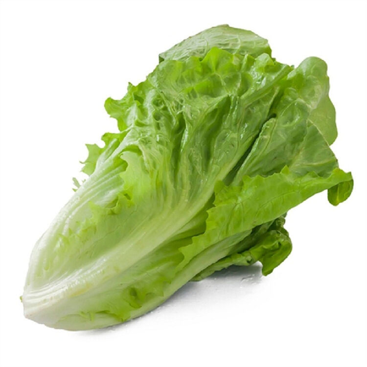 罗马生菜 蔬菜 新鲜 新鲜蔬菜 500克 500g