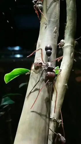 巨型蚂蚁,眼珠已掉(〃▽〃)