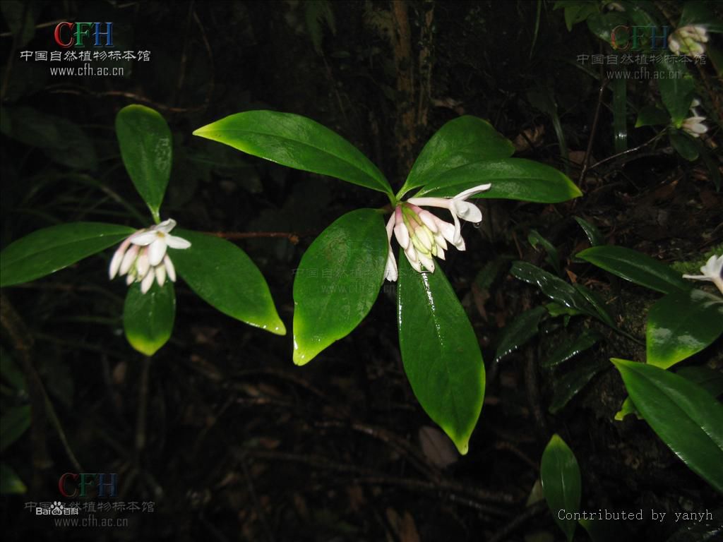 p>雪花皮又名白瑞香,属于常绿灌木,高1-1.5m,稀达4m.
