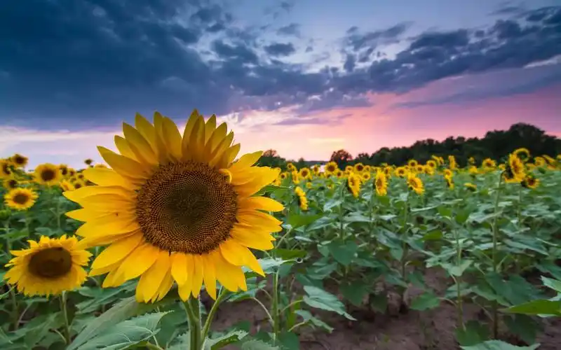 向日葵夏天黄昏日落云壁纸