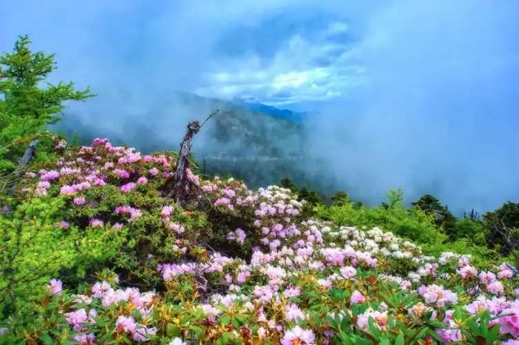 这个五月,请醉在香格里拉最美杜鹃花海!