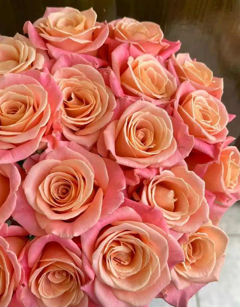 今日鲜切花:猪小姐玫瑰 真是开放度超高的玫瑰了,遇水即炸,花瓣厚实