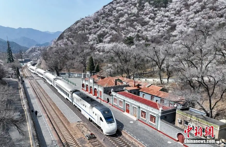 花海中穿行 百年老站青龙桥站春意盎然_中新社_北京市_铁路