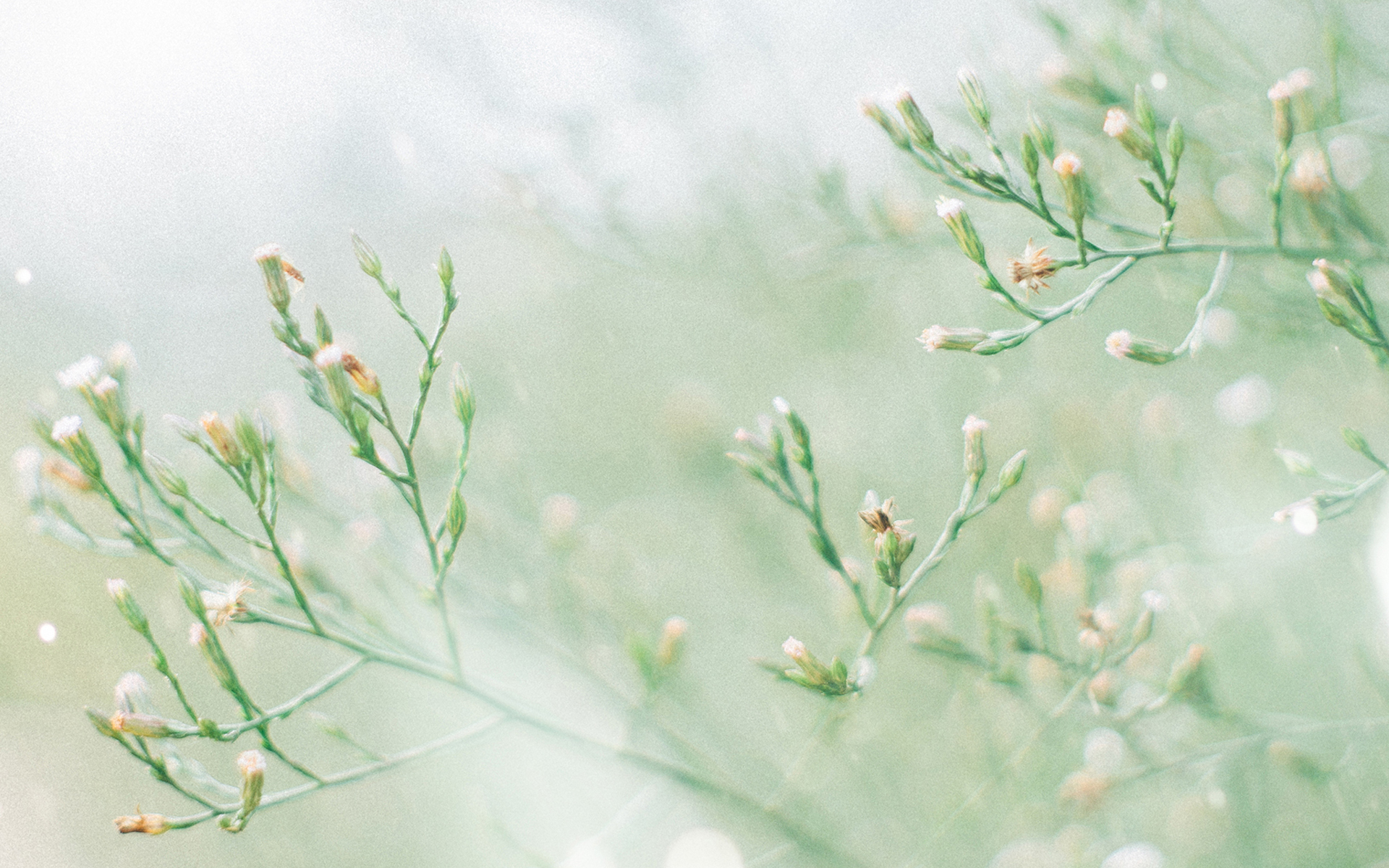 夏天绿植清新风景图片桌面壁纸