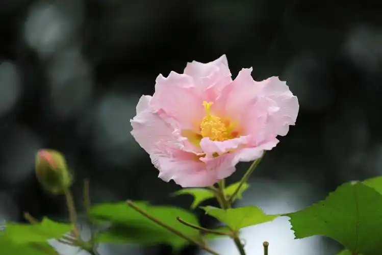 娇柔妩媚的芙蓉花