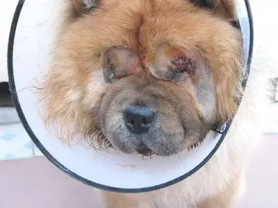 狗狗眼睛倒睫毛的症状与治疗方法