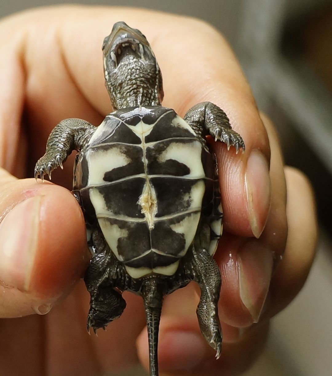 乌龟肚子裂开了怎么办