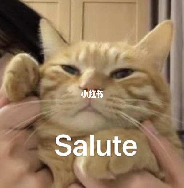 小猫咪对你敬礼salute