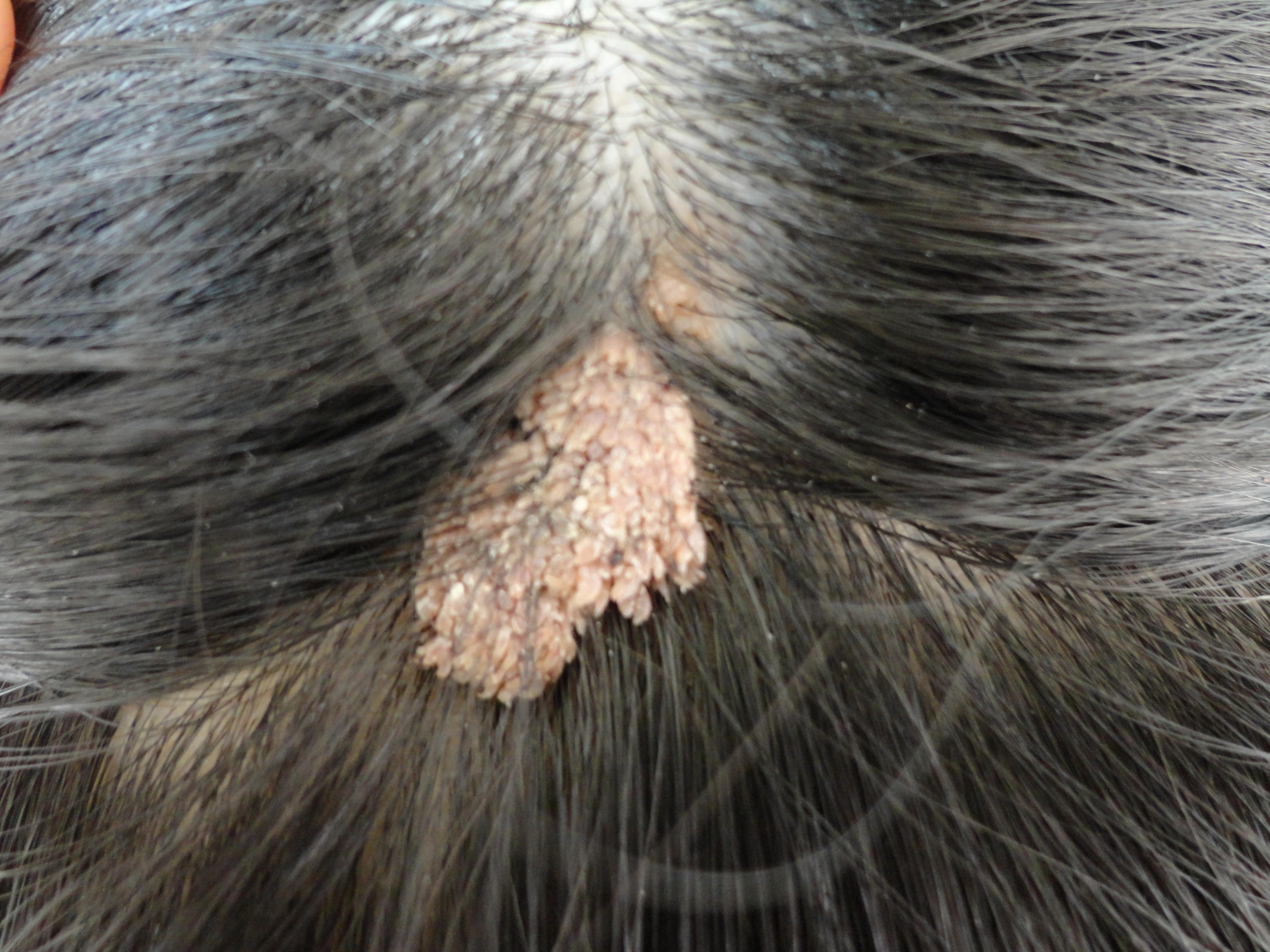 头皮上长的是什么