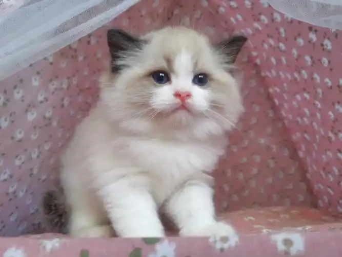 52天的海双布偶弟弟