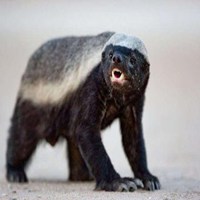 平头哥蜜獾图片头像_微信头像图片大全