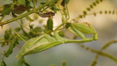 白色螳螂世界仅剩不到一百只,体型是普通螳螂的几十倍,看完让人拍手称