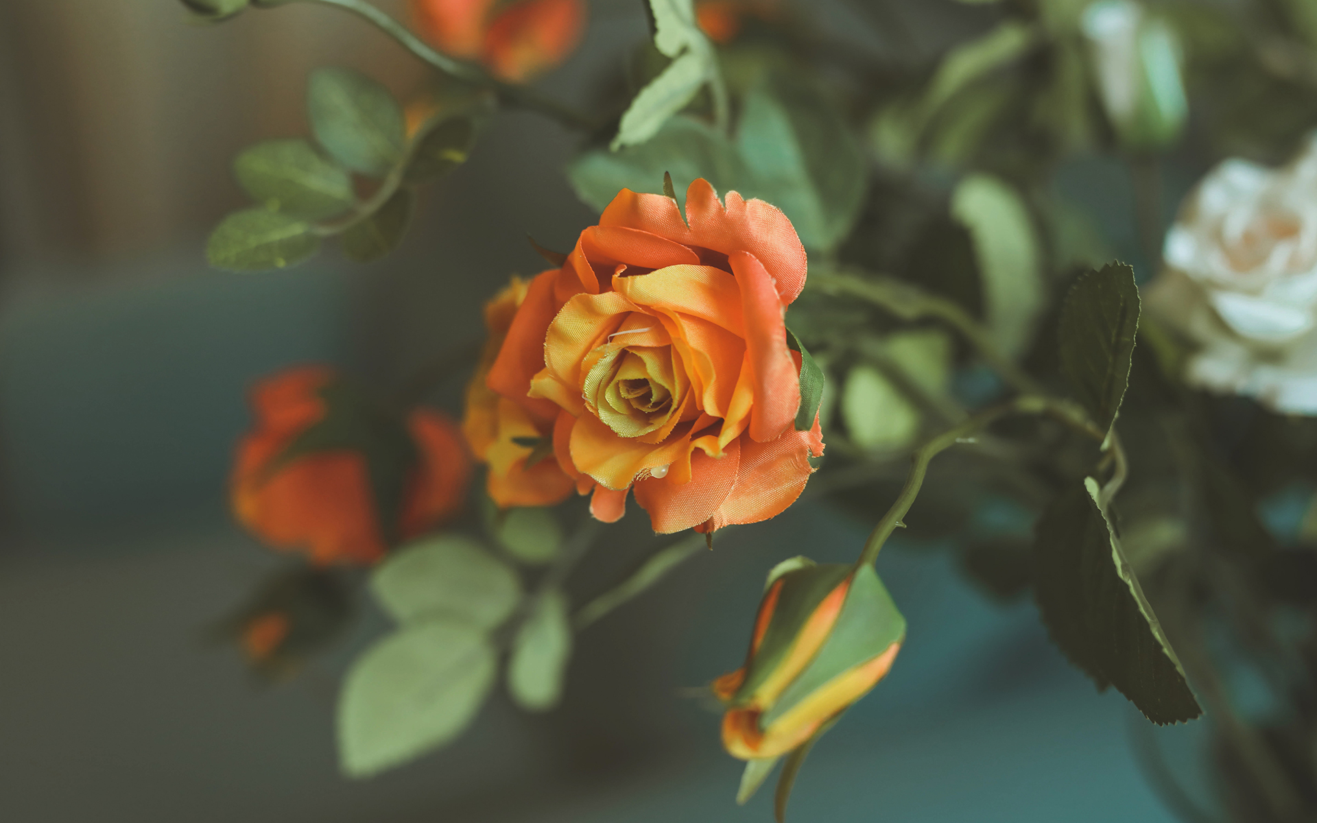 小清新静物唯美高清桌面壁纸