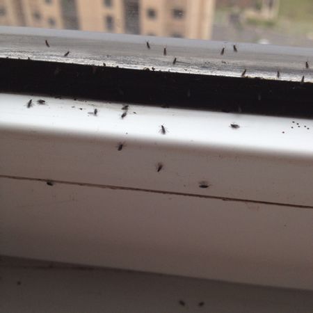 天气热了,家里就有很多小飞虫,杀死还不断出来,请问有什么办法可以