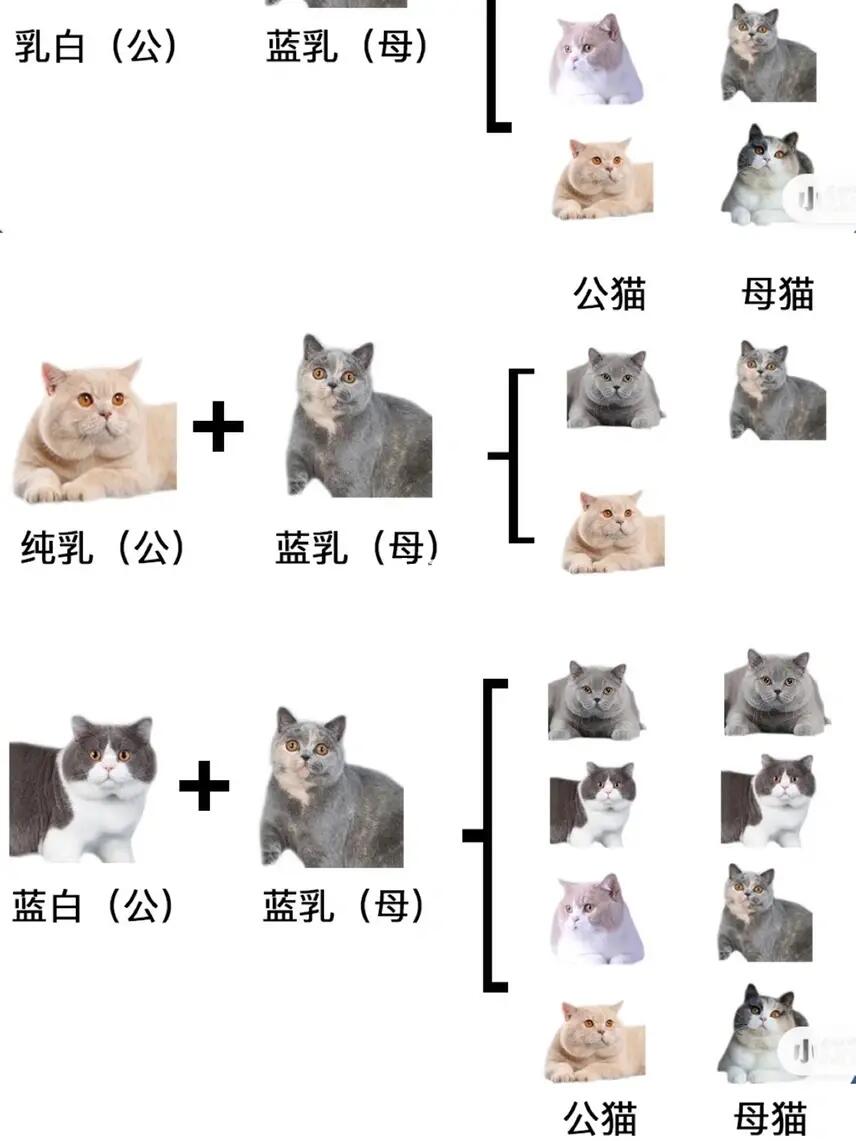 蓝乳英短含矮脚猫配色方案