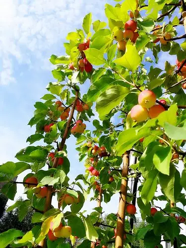 秋天,是丰收的季节
