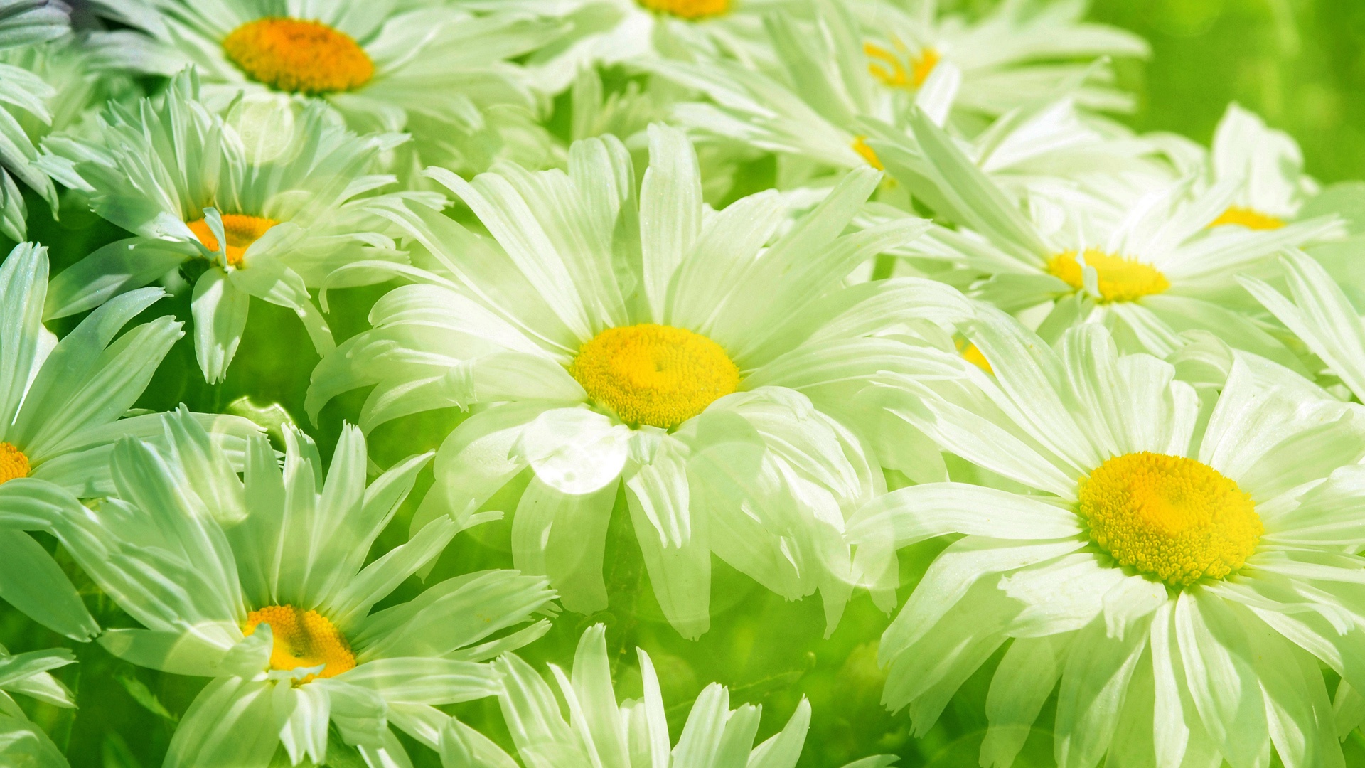 护眼壁纸【421】(小清新静态壁纸) - 静态壁纸下载 - 元气壁纸