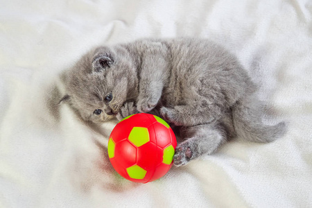 暗中偷窥小猫小猫在玩球照片