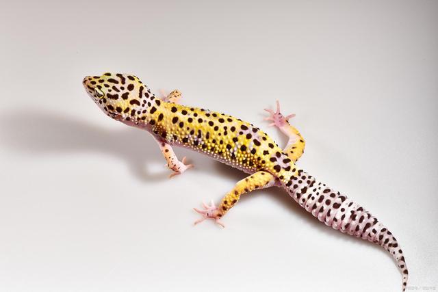 豹纹守宫蜕皮不畅要处理吗?