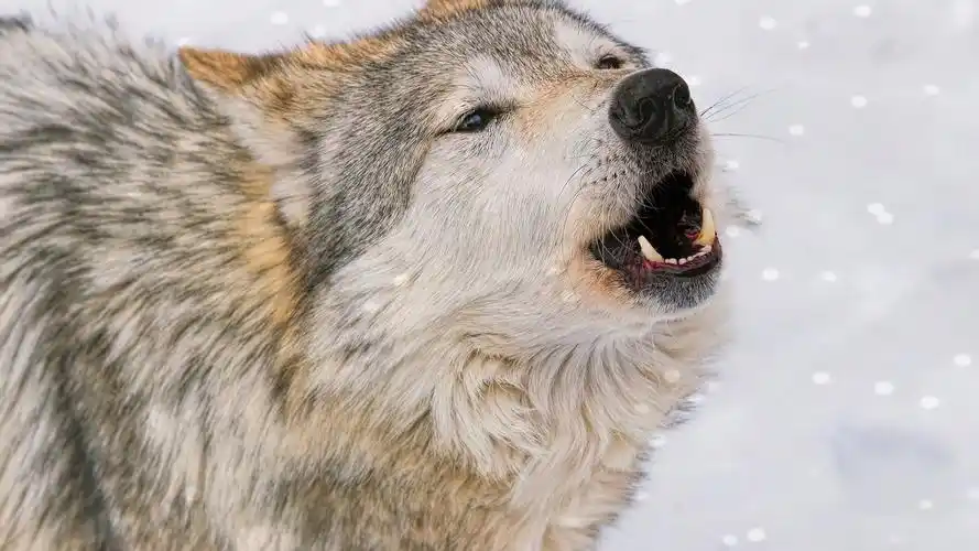 电脑壁纸 动物 霸气血性的狼