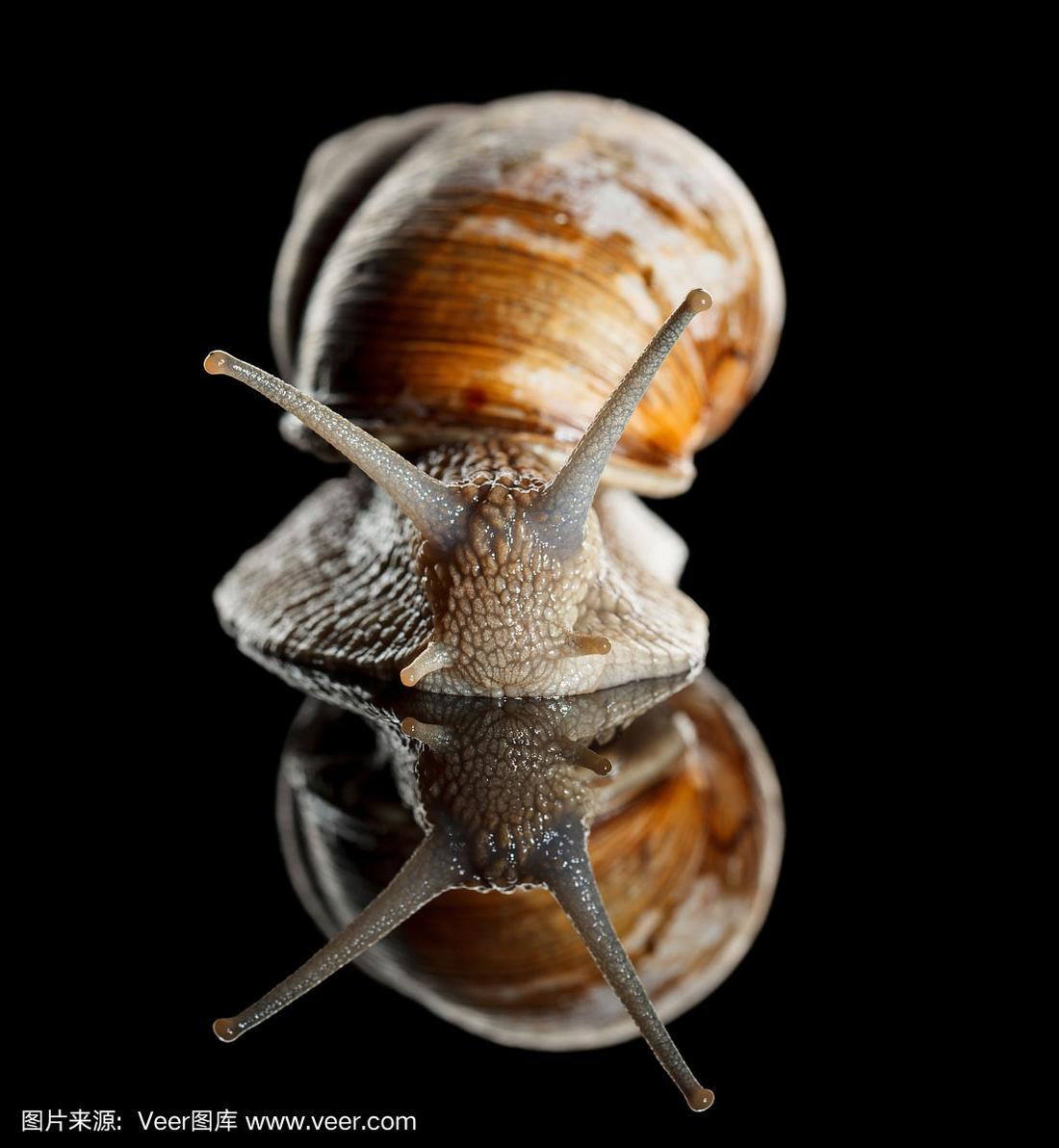 蜗牛前视图