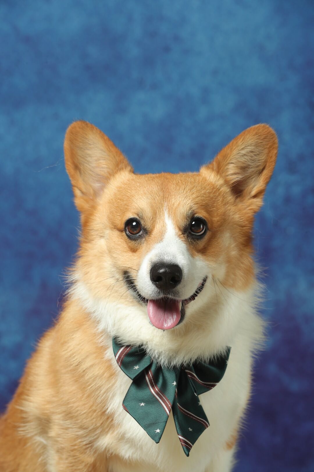 证件照  种草了好久的秋天家 刚好碰上在环宇城有活动就带小狗去拍啦