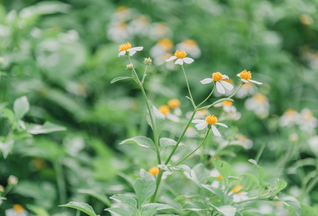 盛夏时光 | 清新文艺 | ins风 | 简约绿色夏季散文诗歌-样式模板素材