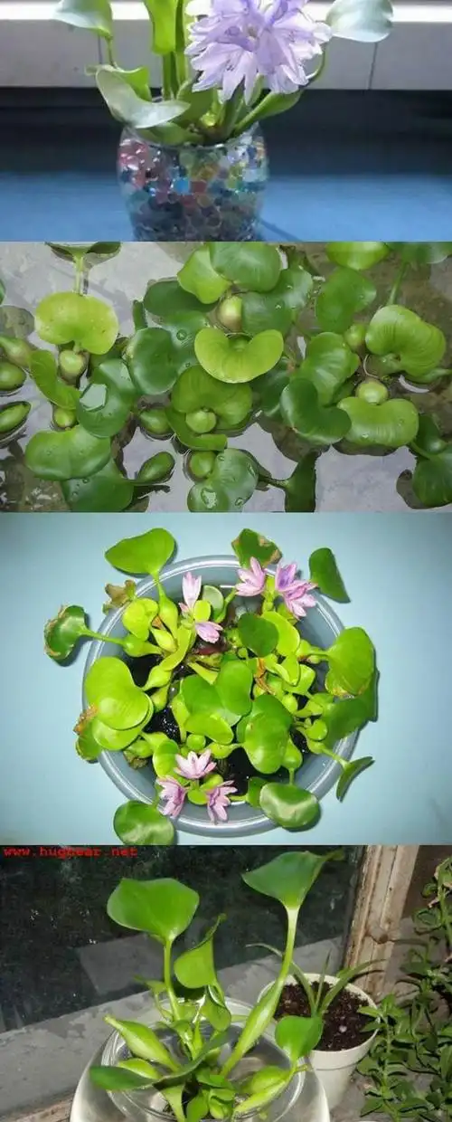 水葫芦花卉植物水养花卉水生鱼缸水池净化水质池塘种植好养 10株水