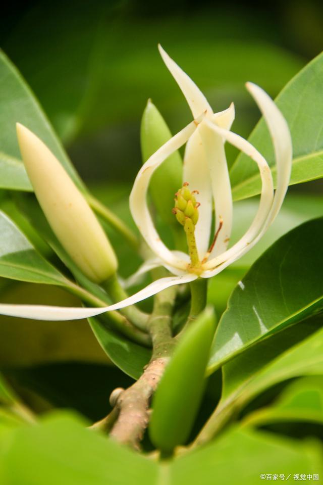 含笑花——珍稀濒危的热带花卉
