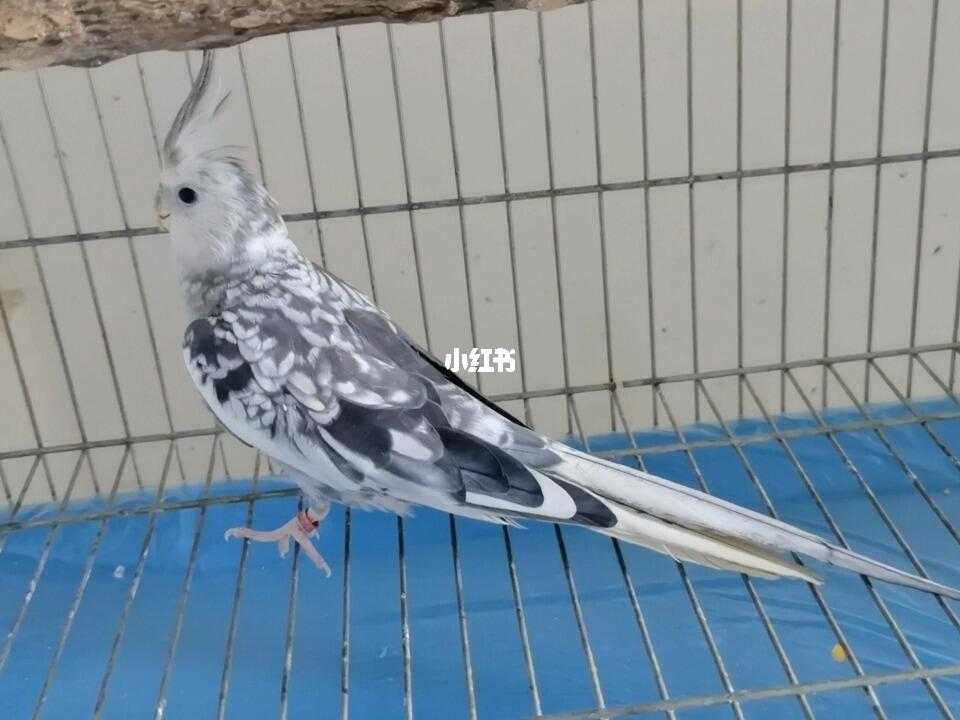 两张出一只白脸珍珠熟公成华区青龙场自提