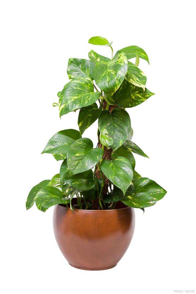 大绿萝的养殖方法和浇水