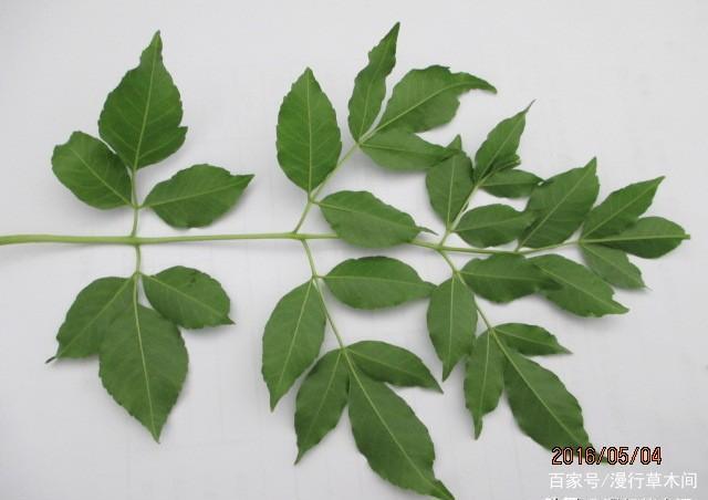 农村常见的"苦楝树",怎么栽培?